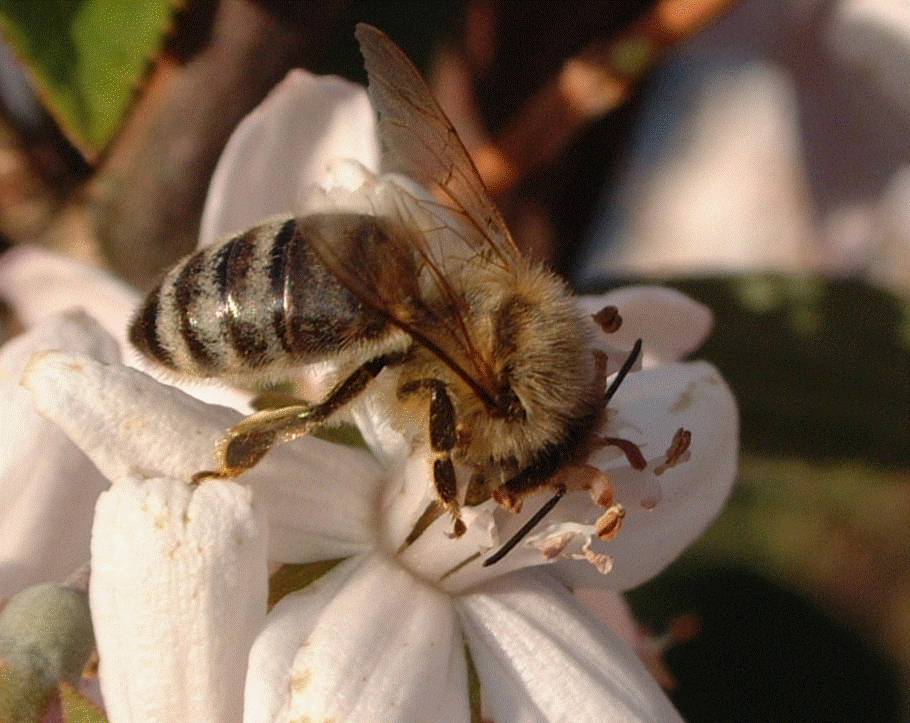 Bienenzuchtverein1_Bild.gif 